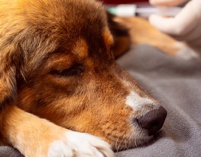 cachorro-dormindo