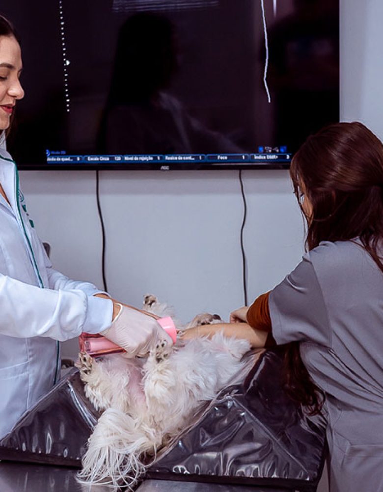 ecografia-veterinaria-em-sao-jose-dos-pinhais