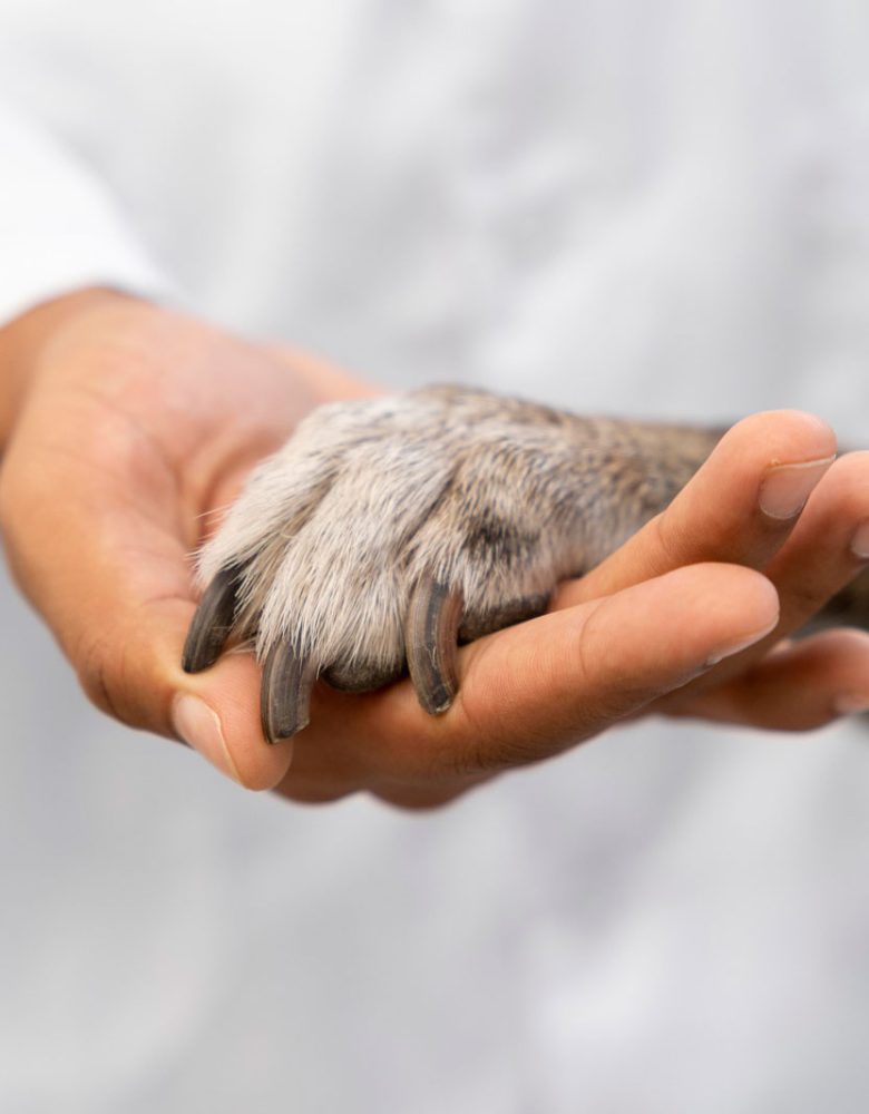 feche-mao-segurando-pata-cachorro