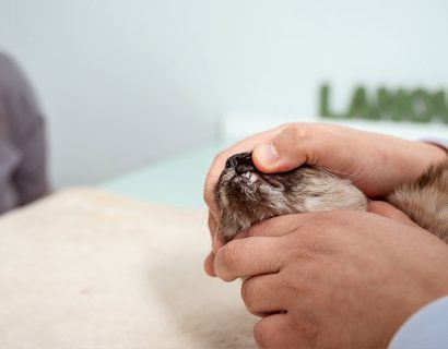 odontologia-veterinaria