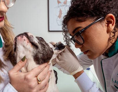 oftalmologia-veterinaria