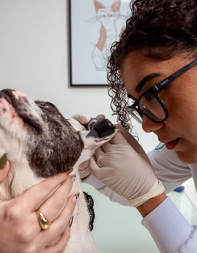 oftalmologia-veterinaria