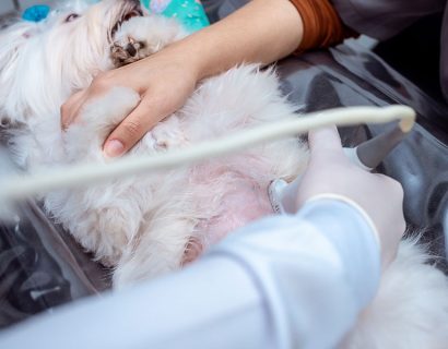 pneumologia-veterinaria