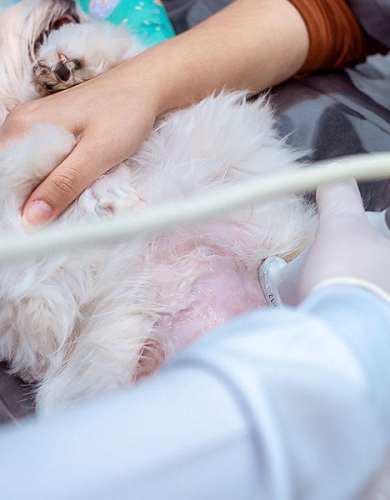 pneumologia-veterinaria